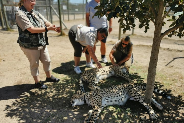 Cheetah Outreach Tour Somerset West, Gordon's Bay and Strand Beaches - Photo 1 of 25